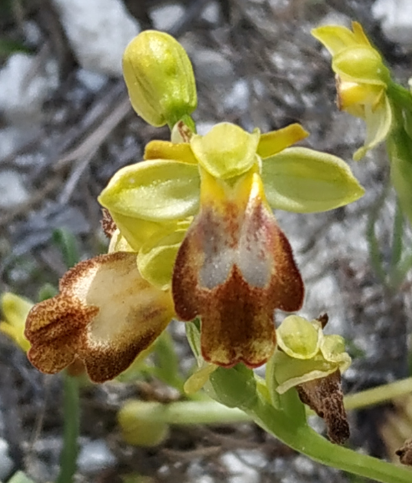 Ophrys gackie?